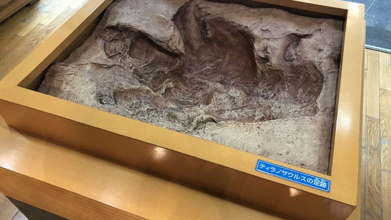 福井県立恐竜博物館恐竜の足型
